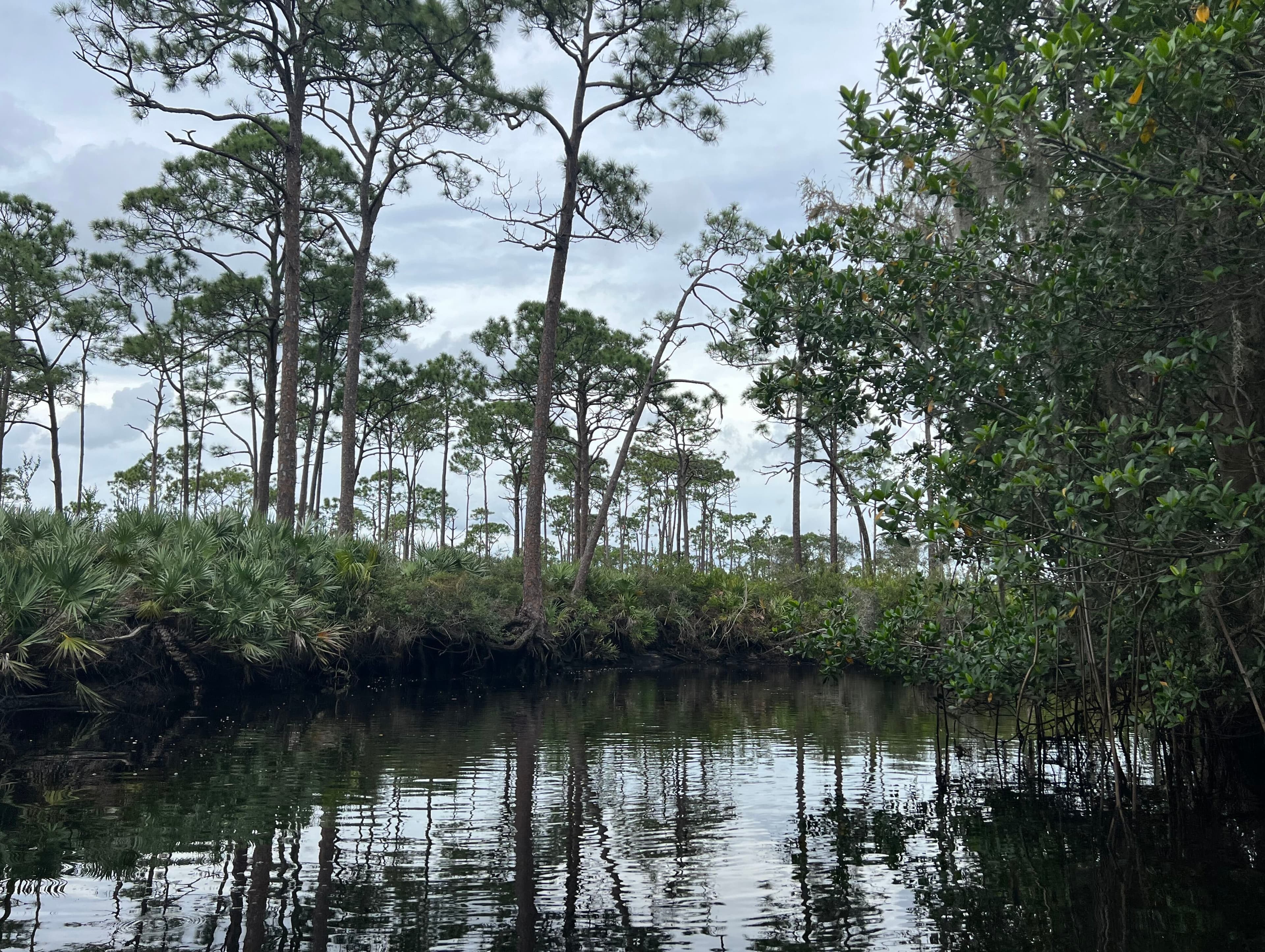 A quiet creek bordered by tall pines, palmettos, and mangrove roots
